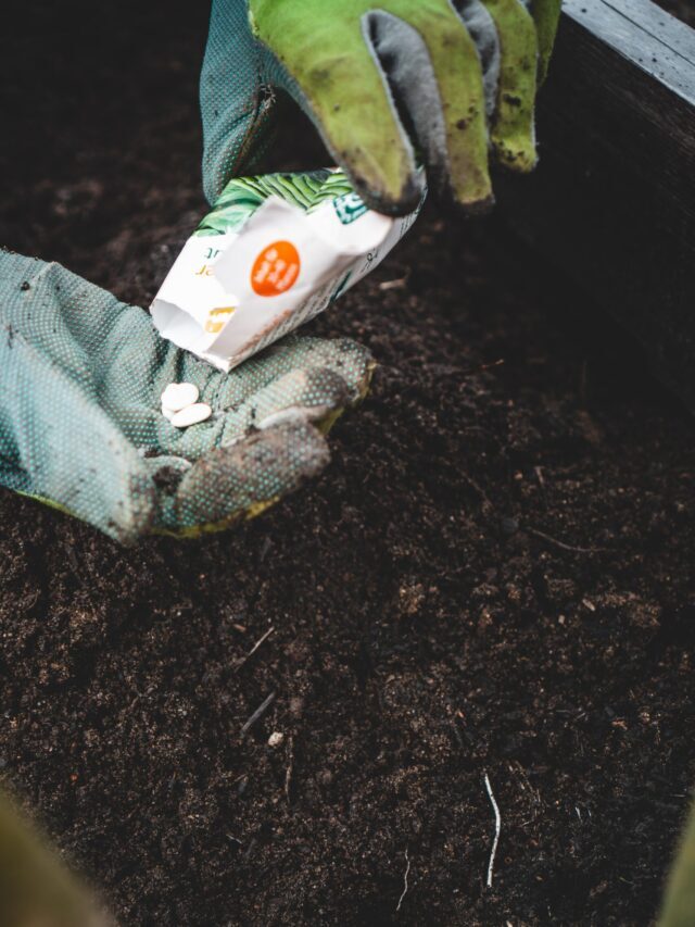 Everything About Heirloom, Open Pollinated & Hybrid Seeds
