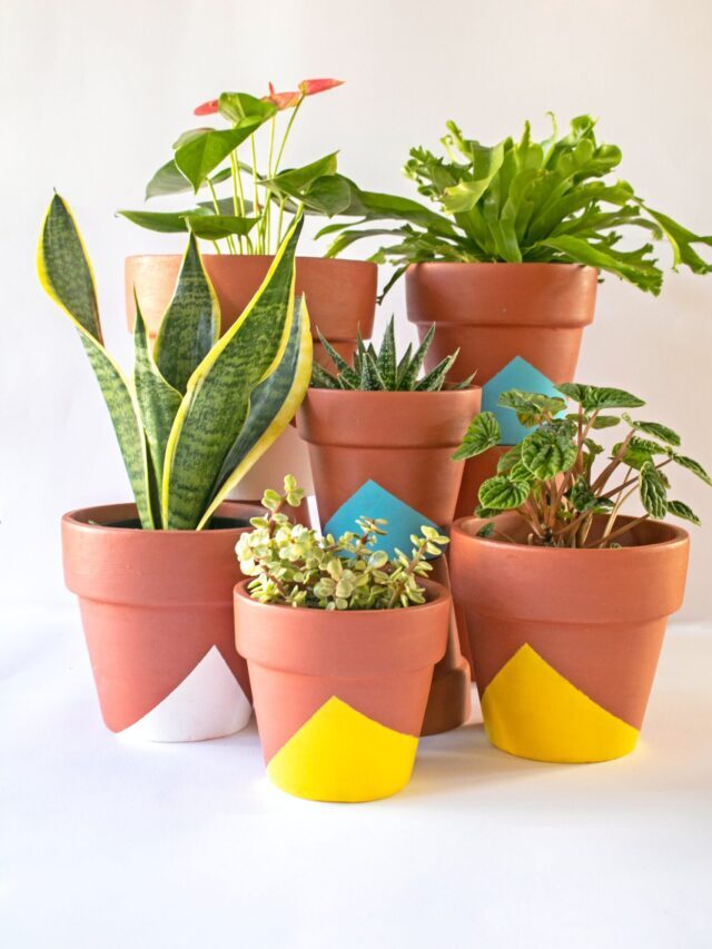 How Not To Kill Your Houseplants