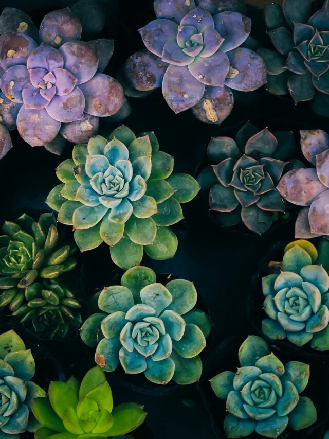 Succulent Plants That You Can Grow Indoors