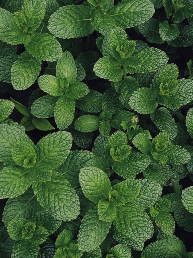 How Farmers Can Start Mint Farming