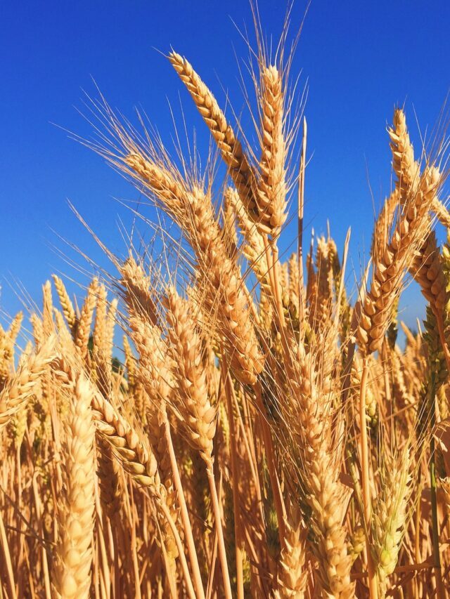 Potential Of Monocrop Agriculture