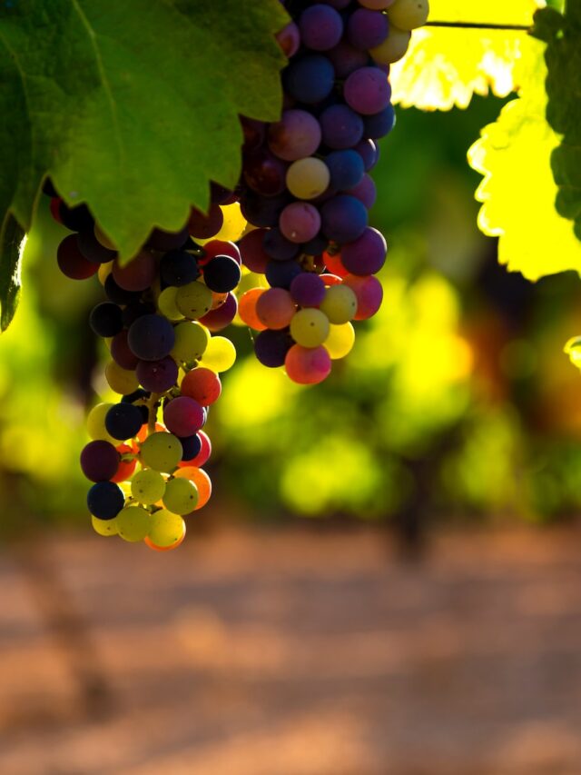 national-horticulture-mission