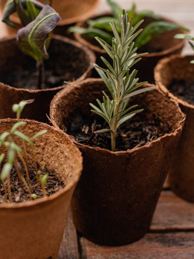 Buying Plants From Nursery, Follow These Tips