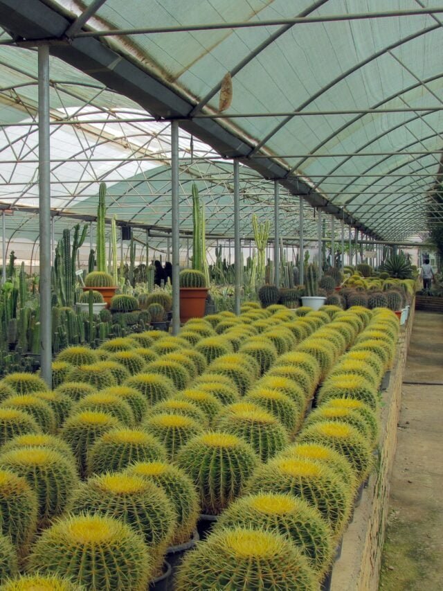 Pine View Nursery Is Paradise For Cactus Lovers