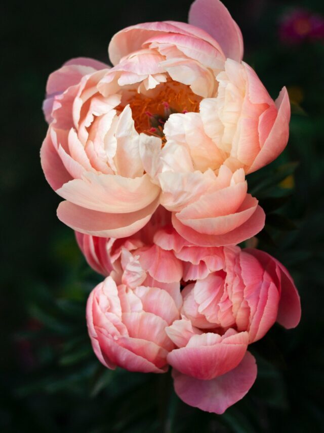 How To Plant, Grow & Care For Peonies