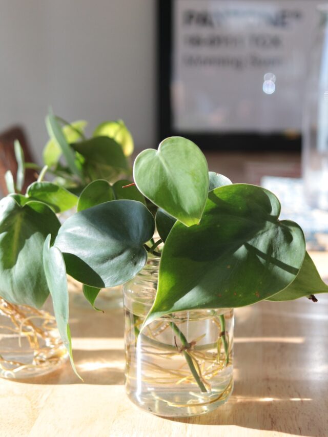 Houseplants That Can Grow In Water