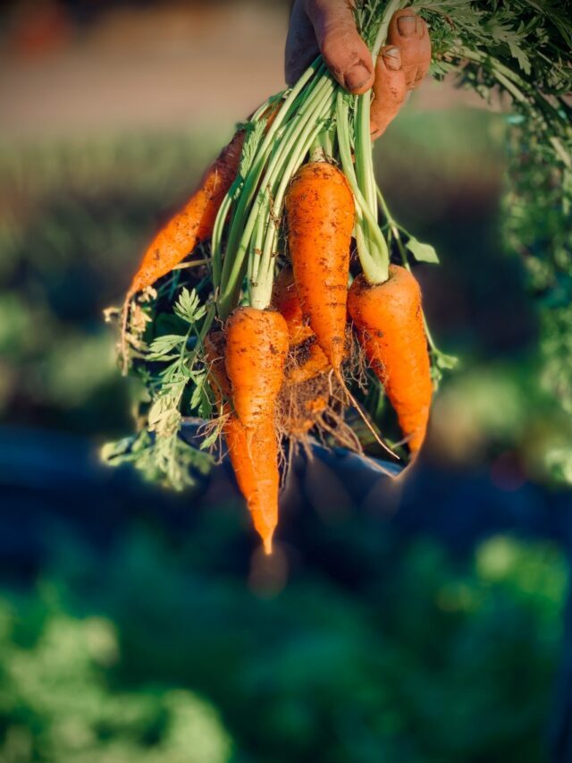 Start Growing These Root Vegetables In Pot