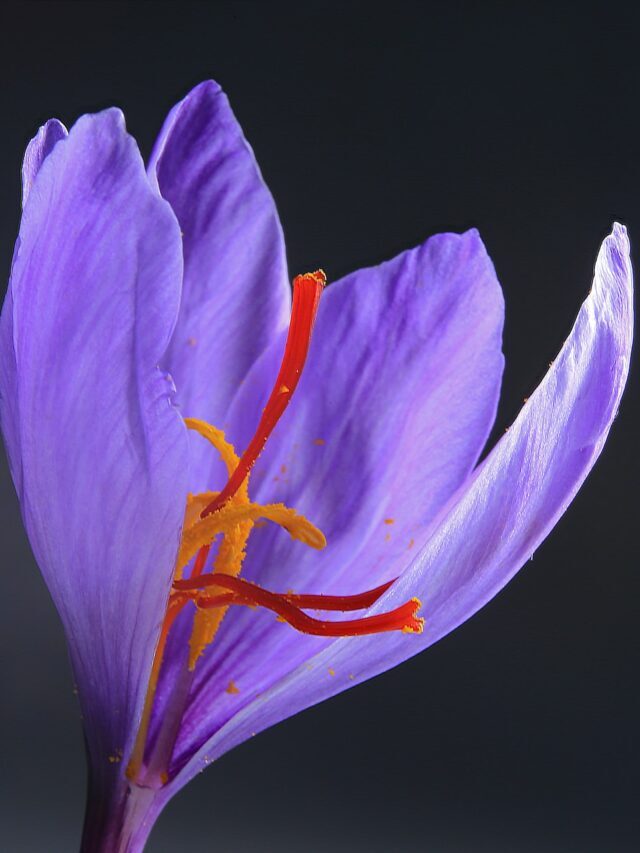 Why Saffron Farming Is So Profitable