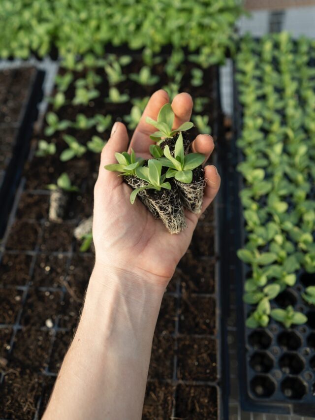 Why Your Seeds Are Not Germinating