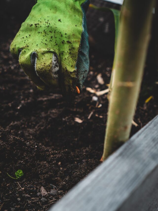 Start Sowing Seeds Of These Vegetables In January