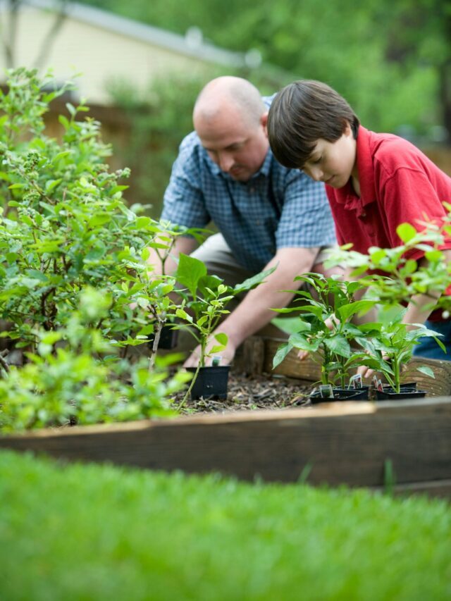 Best Tips On Organic Gardening