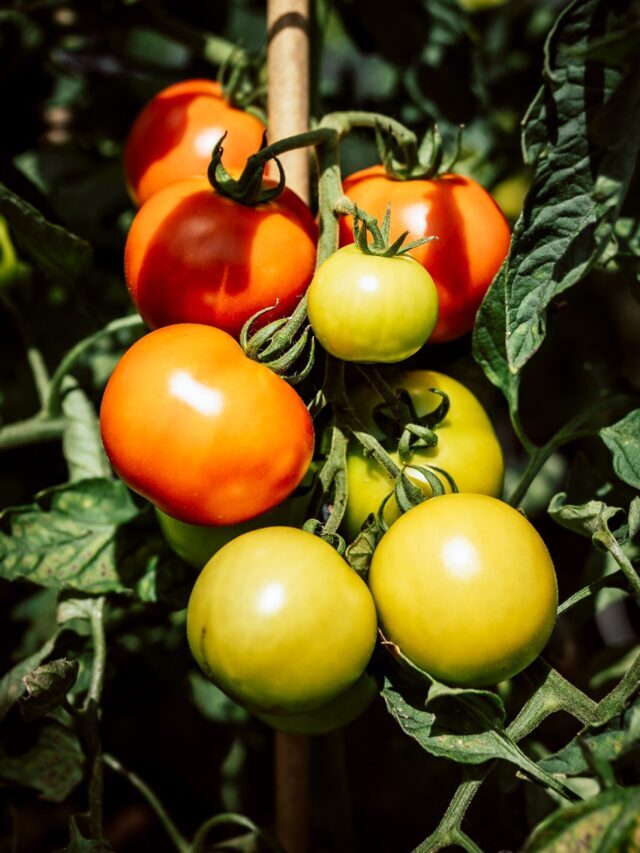 Grow These Tomato Companion Plants