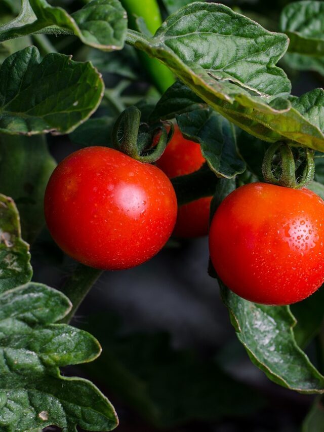 How To Control Leaves Curling In Tomato Plant