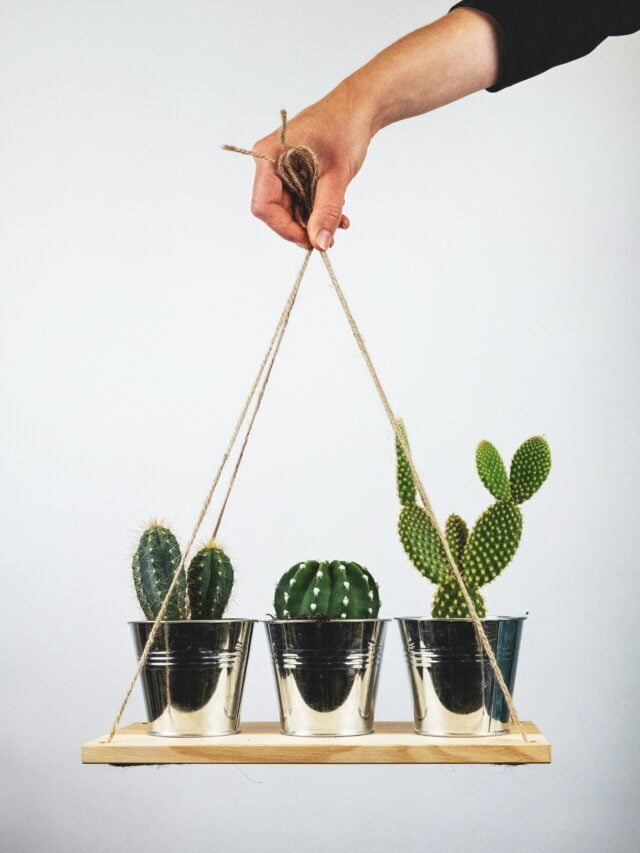 Popular Types Of Cactus For Home Garden