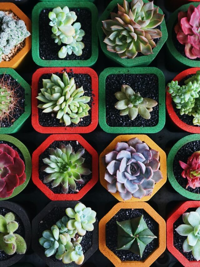 Popular Types Of Succulents