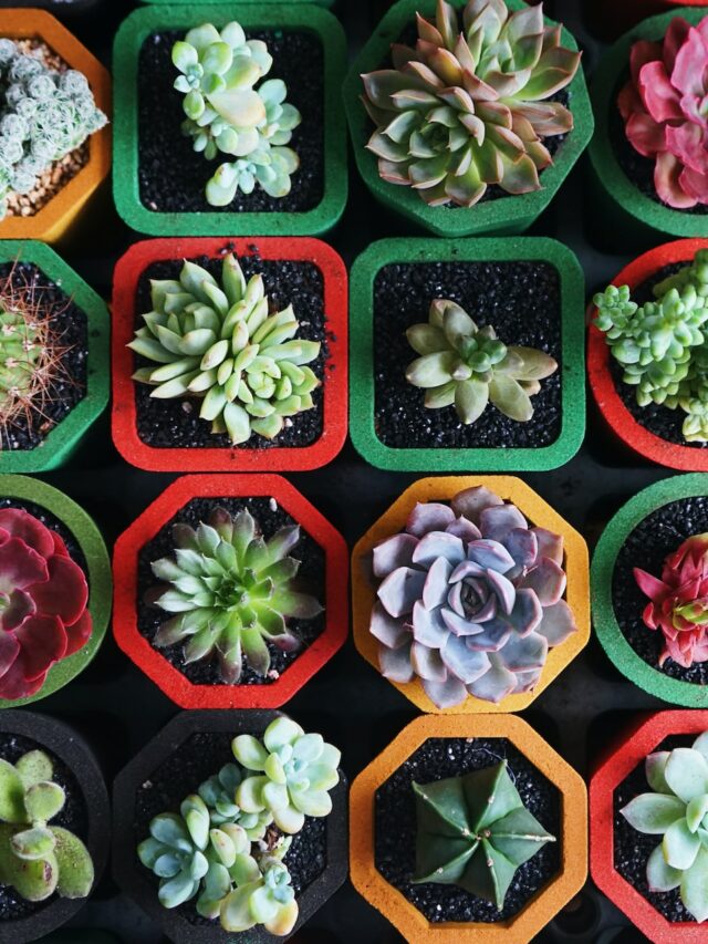 types-of-succulents