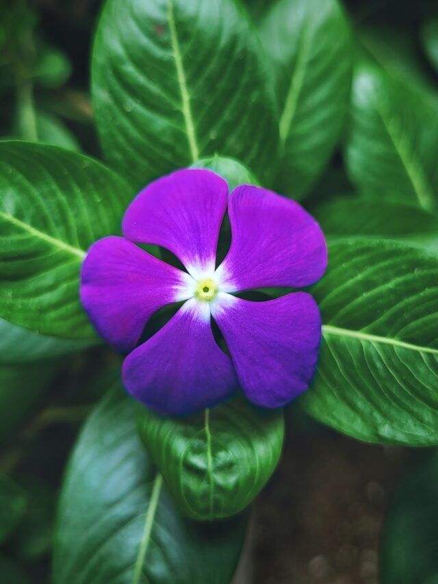 How To Grow & Care For Vinca Flowering Plant