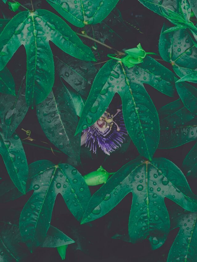 Amazing Vining Plants For Balcony