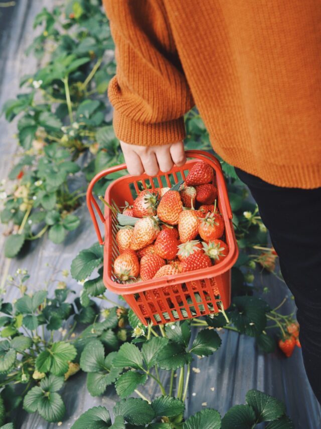 What Is Market Gardening