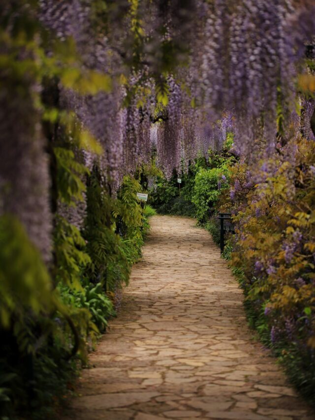 How To Grow & Care For Wisteria