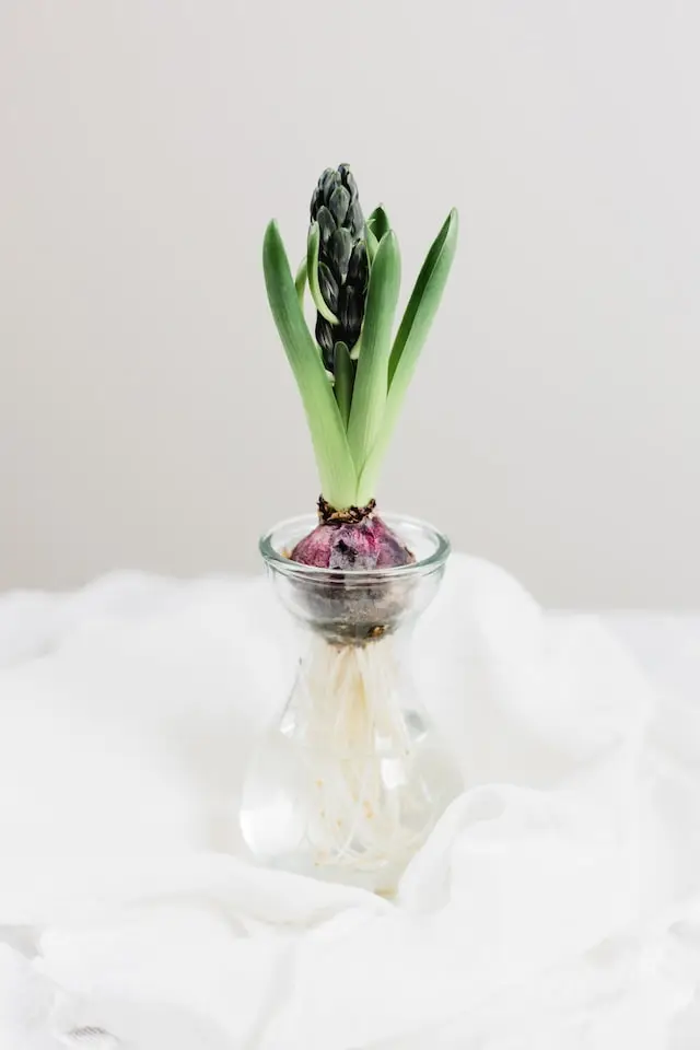 forcing hyacinth bulbs