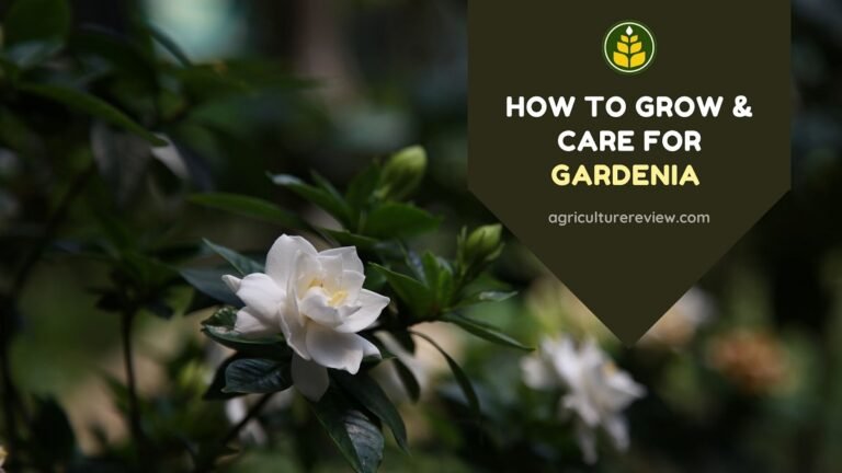 How To Grow & Care For Gardenia