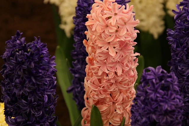 hyacinth flower plant