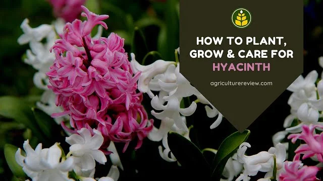 How To Plant, Grow & Care For Hyacinth Flowering Plant