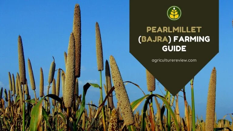 Pearlmillet (Bajra) Farming Guide: From Sowing To Harvesting