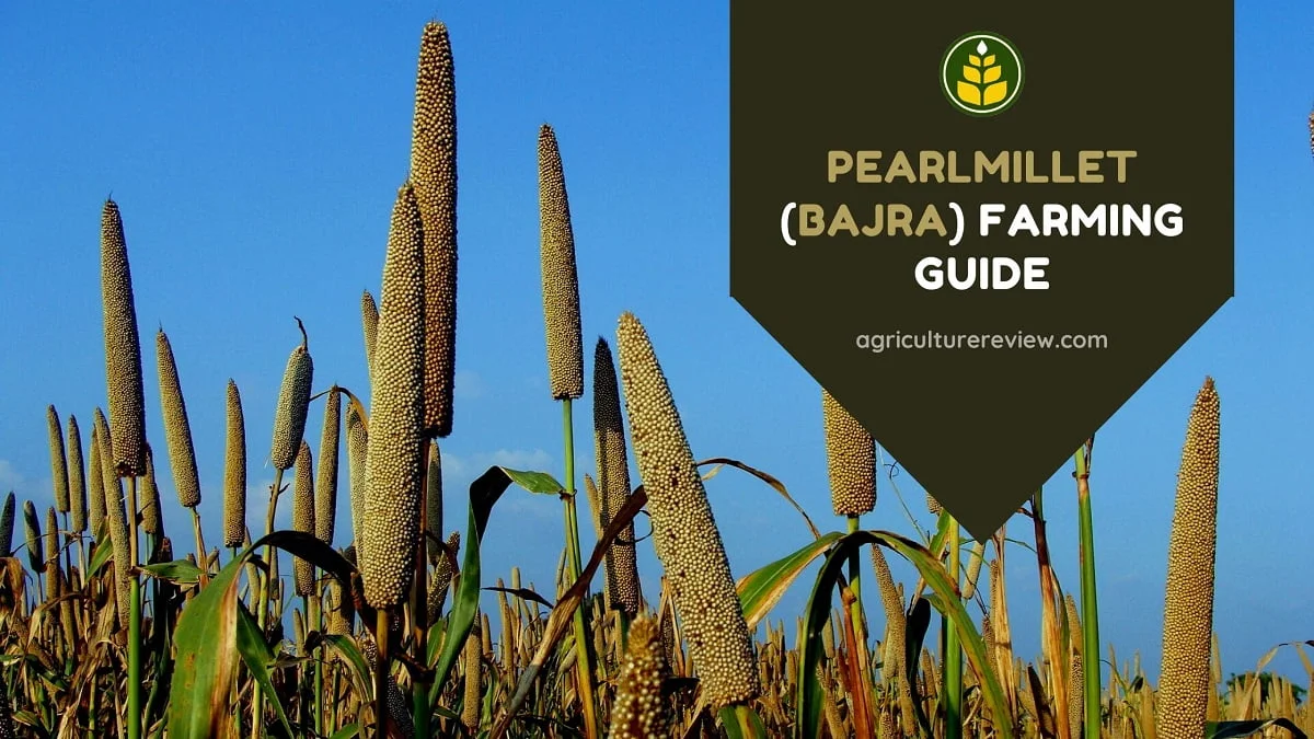 pearlmillet-farming
