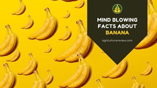 Mindblowing Facts About Banana & Its Nutrition