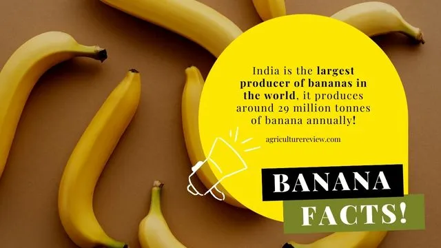 largest producer of banana