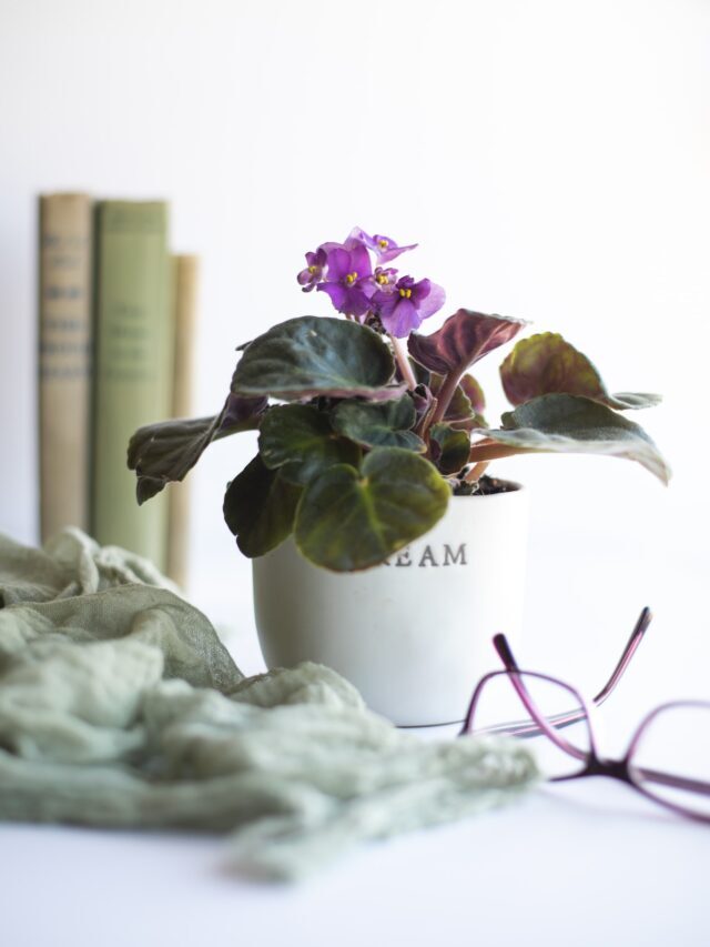 How To Plant, Grow & Care For African Violets