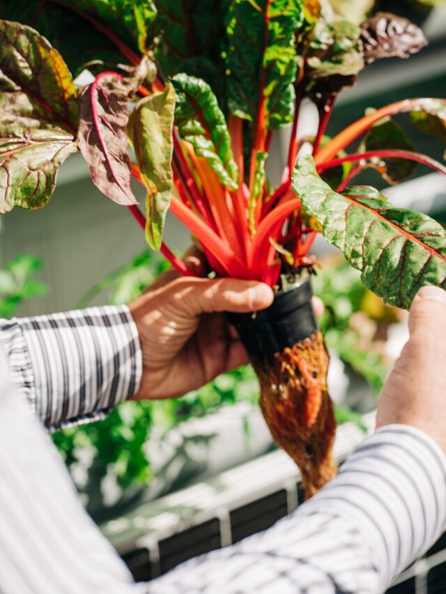 Can Agriculture Accelerator Fund Encourage Agri-Startups
