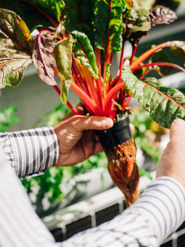 agriculture-accelerator-fund