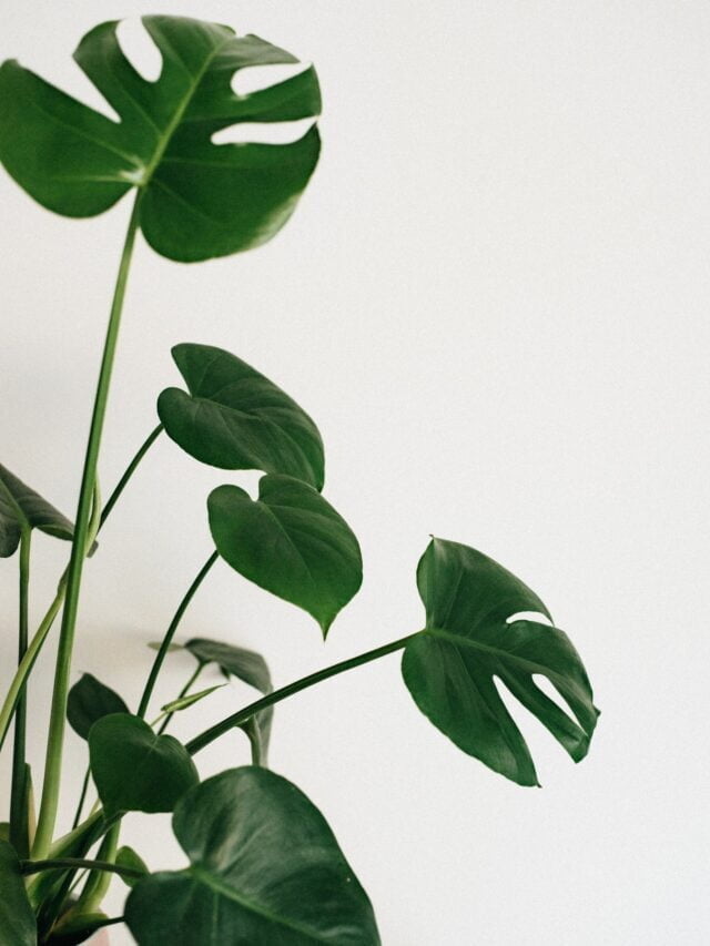 Grow These Big Leaf Indoor Plants