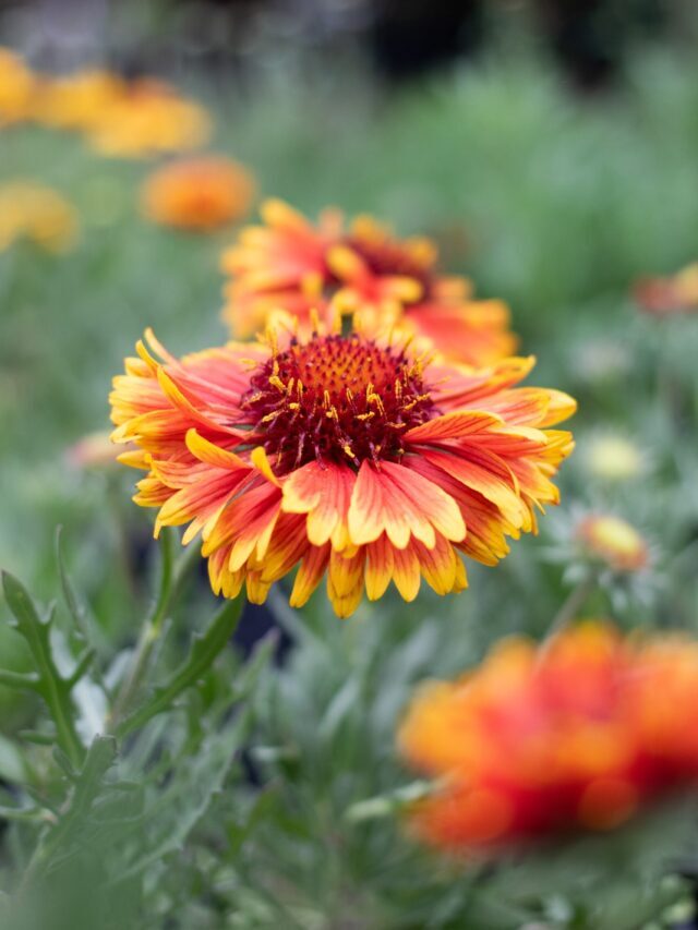 Best Tips On Growing & Caring For Blanket Flower