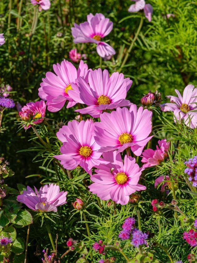 How To Grow & Care For Cosmos Plant