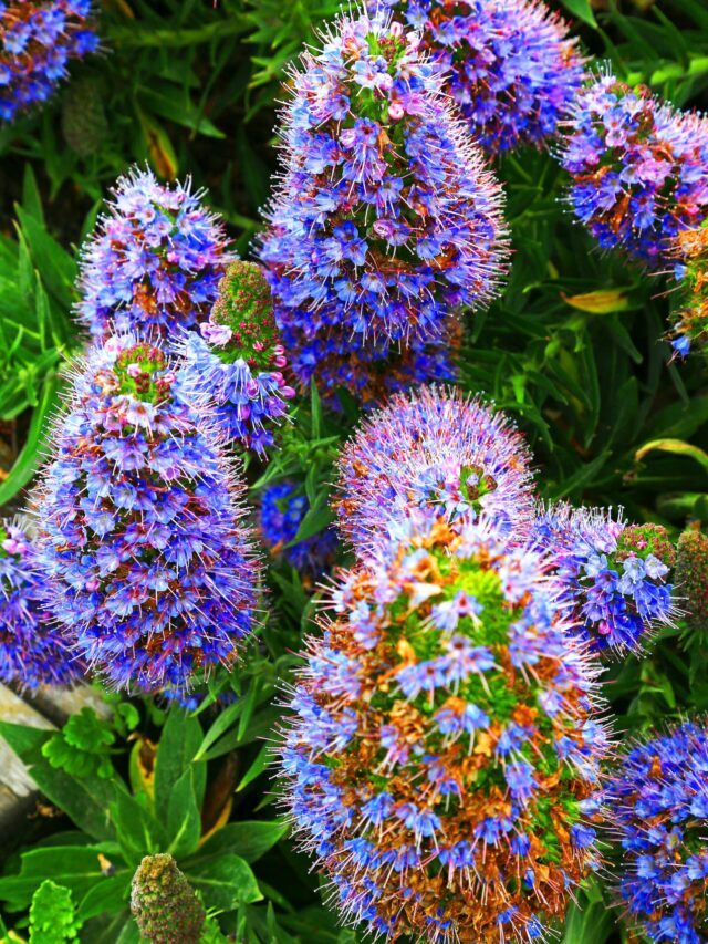 How To Plant, Grow & Care For Echium