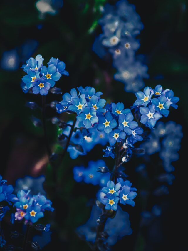 How To Grow & Care For Forget Me Not Flower Plant