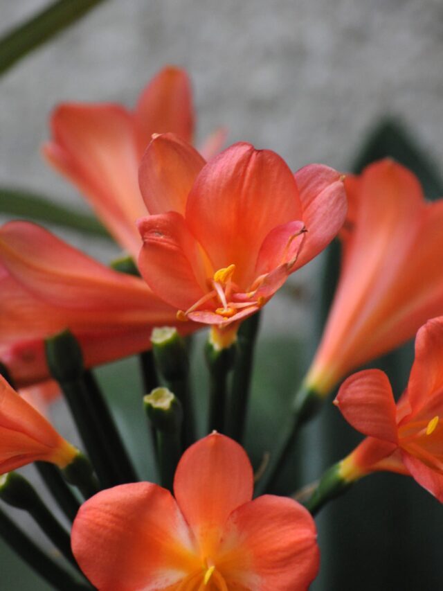 How To Grow & Care For Clivia Plant
