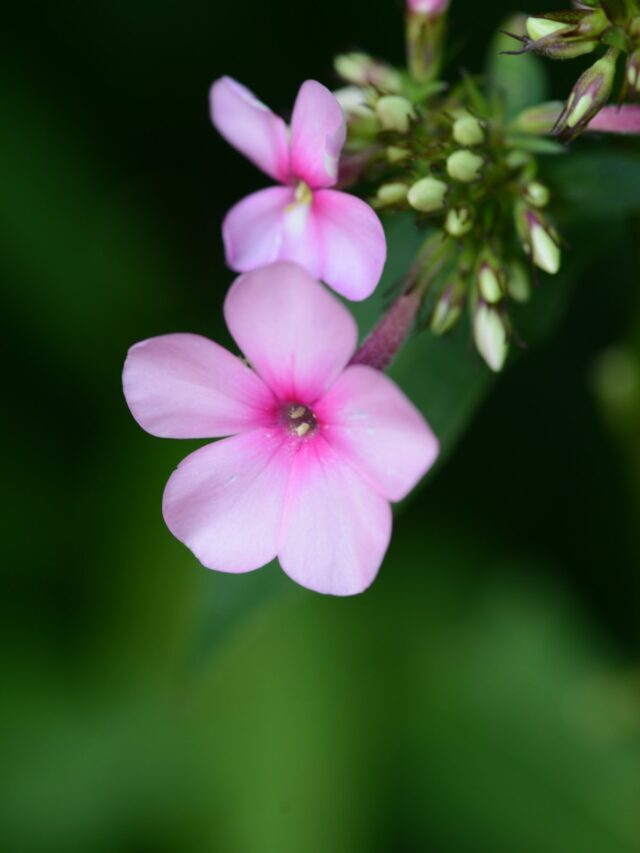 How To Grow & Care For Phlox