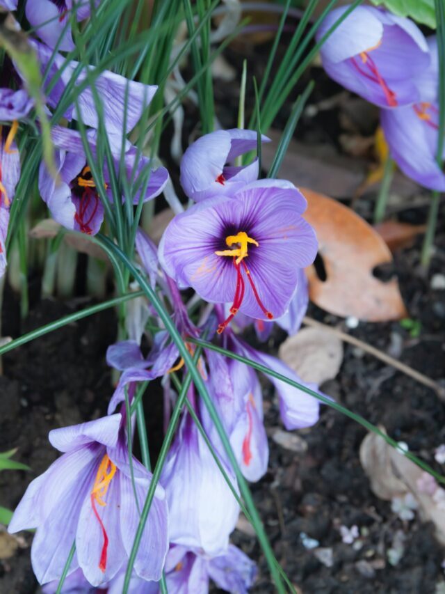 How To Grow & Care For Saffron