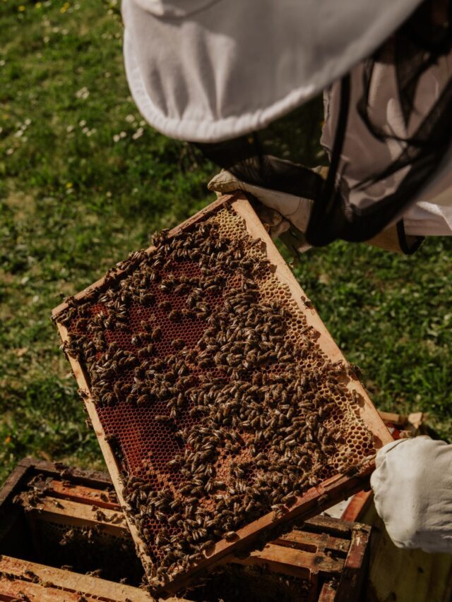 How To Start A Beekeeping Business