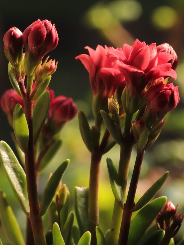 How To Plant, Grow & Care For Kalanchoe