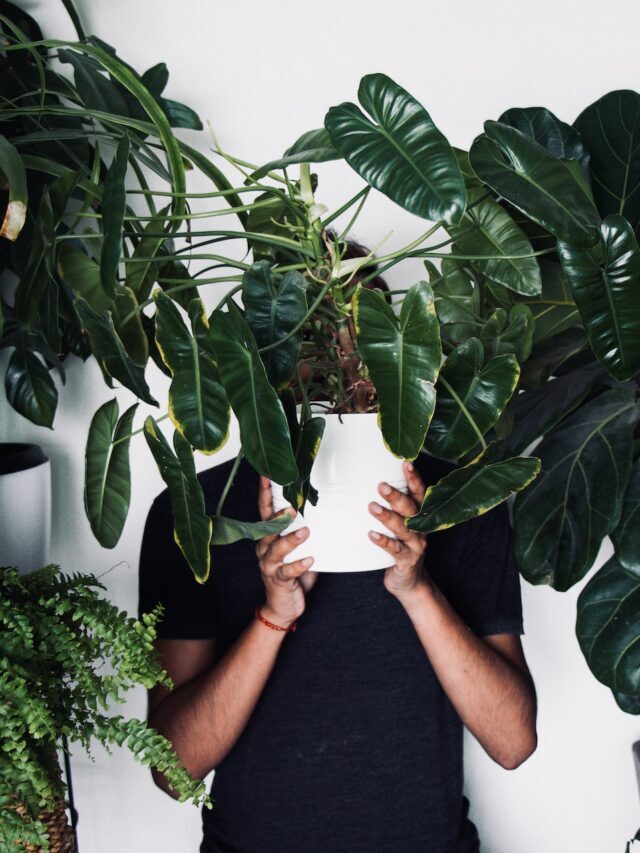 Grow These Low Maintenance Houseplants