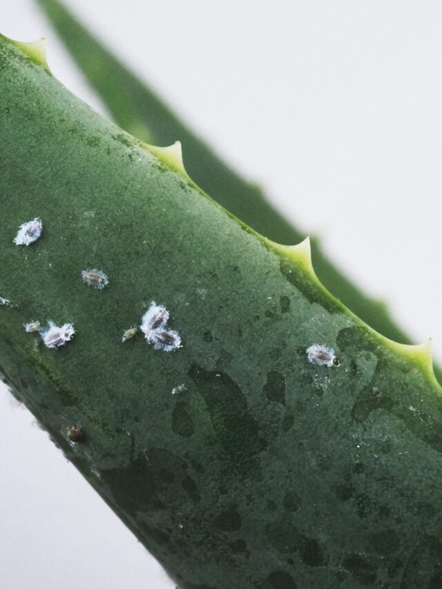 How To Get Rid Of Mealybugs On Plants