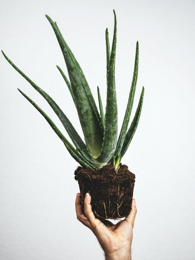 Medicinal Houseplants That You Must Grow