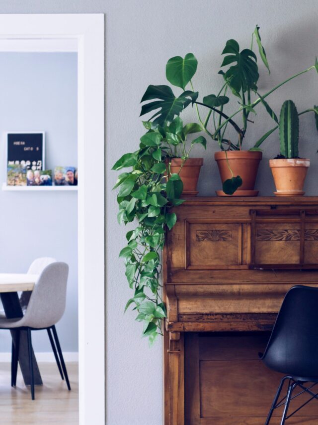 Most Common Houseplants You Must Have