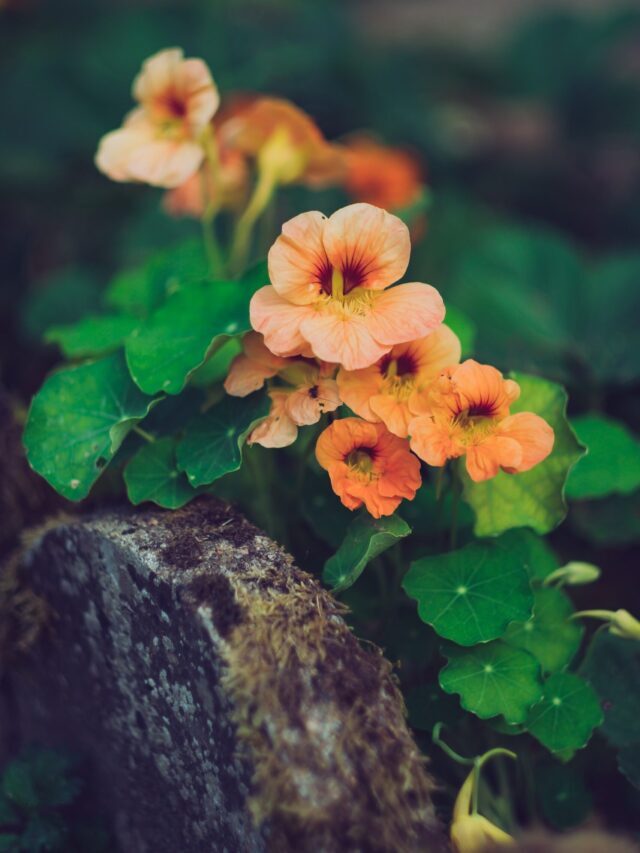 How To Grow & Care For Nasturtium